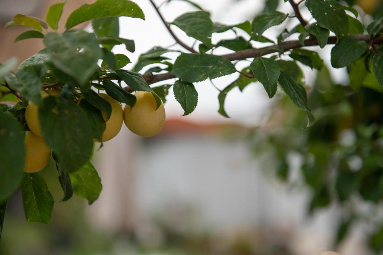 Apartamento Agrikia Tis Vasilikis Ormília Exterior foto